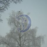 Foto1