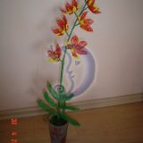 orchideja