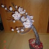 magnolija