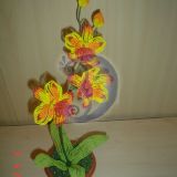 "Saulletoji"orchideja