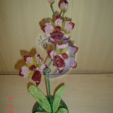 "Paslaptingoji"orchideja