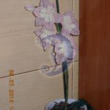 svelnioji orchideja