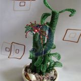 Dracena